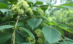 吳茱萸的功效是什么？