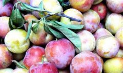 李子是酸性還是堿性、是涼性還是熱性？