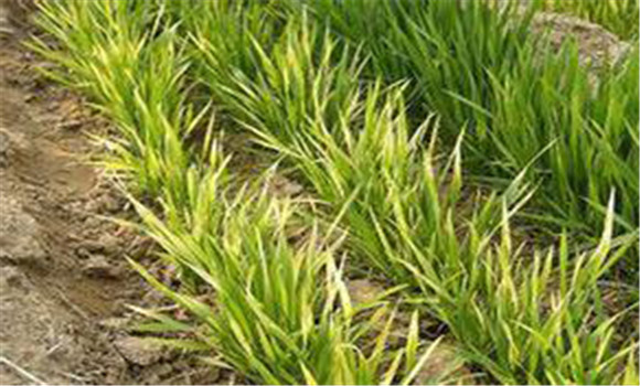 小麥黃、弱、死苗誘因及應(yīng)對措施