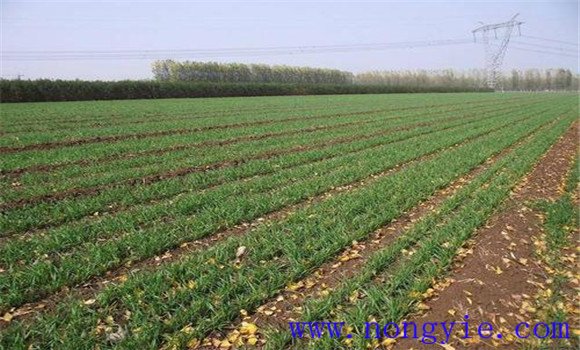 鎮(zhèn)壓小麥需注意事項(xiàng)