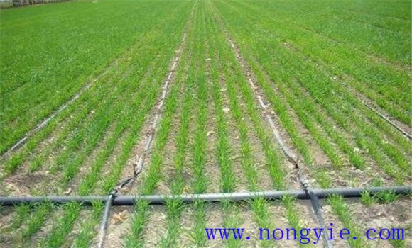 小麥抗旱高產(chǎn)栽培技術(shù)要點