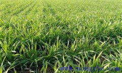 小麥冬前旺長(zhǎng)的危害，需要采取哪些措施控制