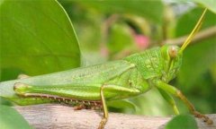 蝗蟲(chóng)是益蟲(chóng)還是害蟲(chóng)，蝗蟲(chóng)有哪些危害？