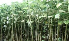 苧麻缺肥有何癥狀，如何施肥