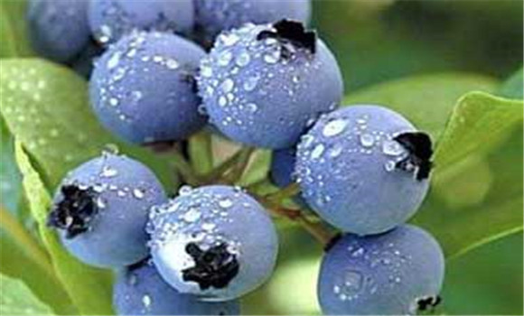 藍莓種植:藍莓高效種植技術介紹