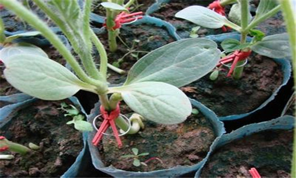 西瓜嫁接栽培技術，如何防治西瓜枯萎病