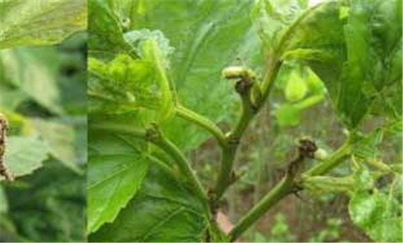 桑樹蟲害用什么藥、怎么防治