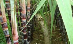 甘蔗什么時候成熟 甘蔗的產(chǎn)地在哪里？