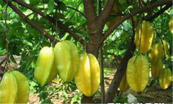 楊桃栽培管理技術(shù)要點