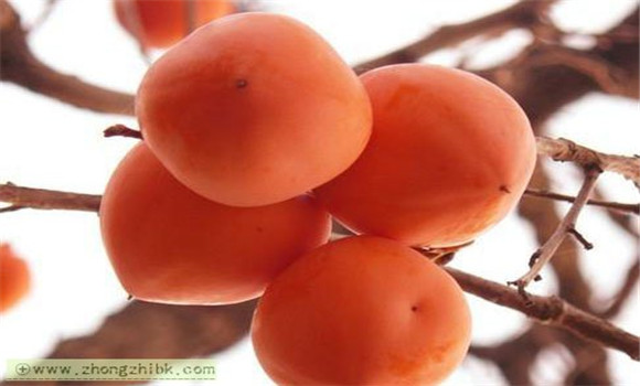 柿子的功效與作用有哪些？