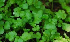 香菜常見(jiàn)病害有哪些，如何防治