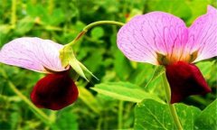 家中植物擺放有什么風水講究嗎