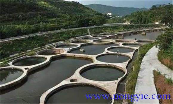 如何在池塘飼養(yǎng)羅非魚,羅非魚飼養(yǎng)方法