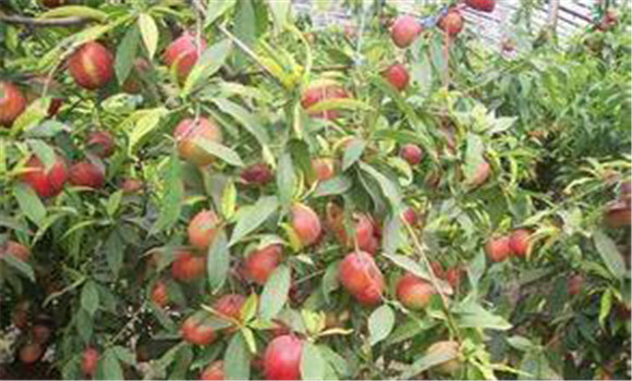 大棚種植桃樹(shù)怎么管理？
