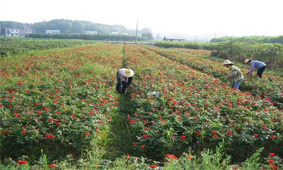 月季花的扦插，月季花的冬季扦插技術(shù)