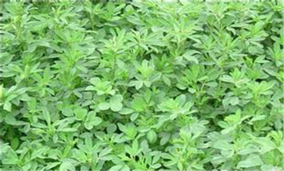 苜蓿栽培技術及品種選擇方法