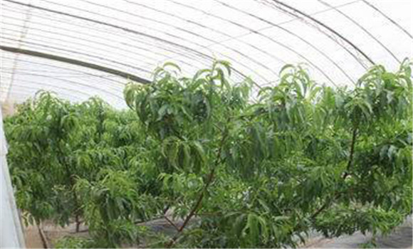 桃樹采收后應(yīng)該如何管理？