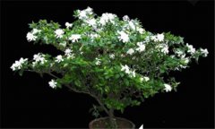 盆栽梔子花的養(yǎng)殖方法，梔子花的養(yǎng)殖方法要點