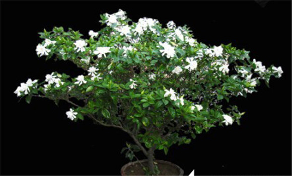 盆栽梔子花的養(yǎng)殖方法，梔子花的養(yǎng)殖方法要點