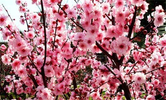 梅花扦插技術(shù)，梅花扦插繁殖方法