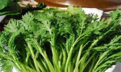 茼蒿種植技術(shù)要點，如何種植茼蒿