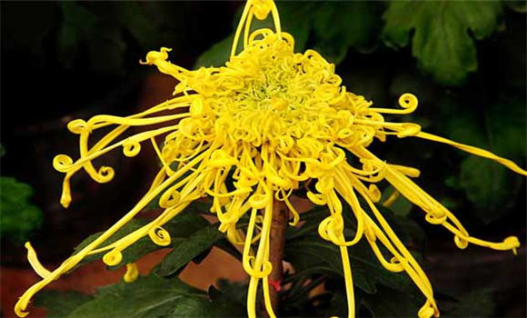 盆栽菊花怎么養(yǎng)才好？