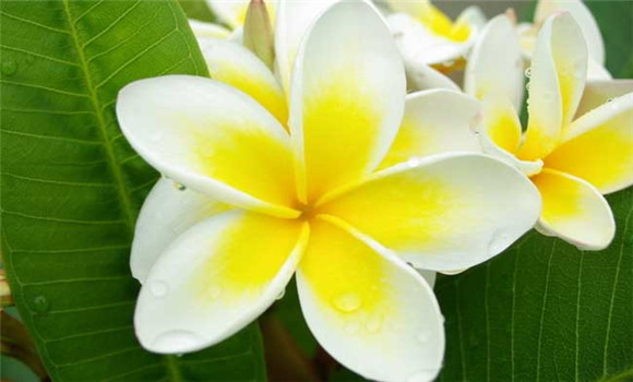 盆栽雞蛋花怎么養(yǎng)？