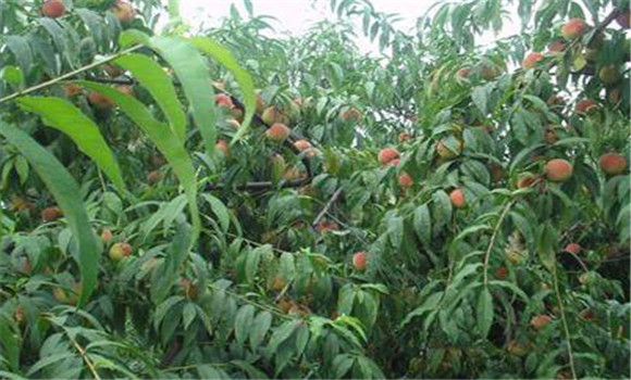 桃樹有那些種植方法？