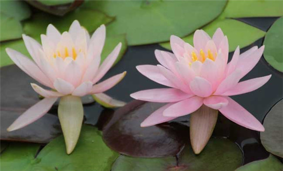 睡蓮種子怎么種？