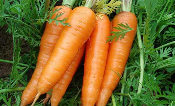 常見的堿性蔬菜有哪些？