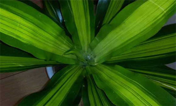 盆栽富貴竹怎么養(yǎng)？