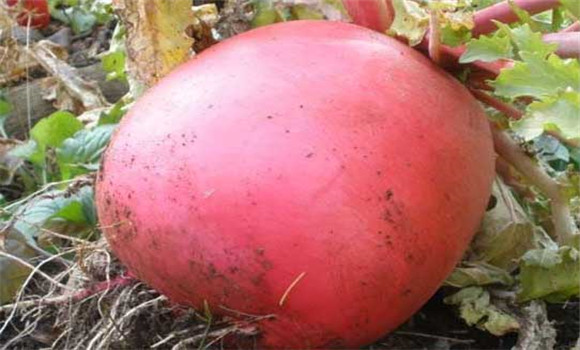 特種蔬菜有哪些品種？