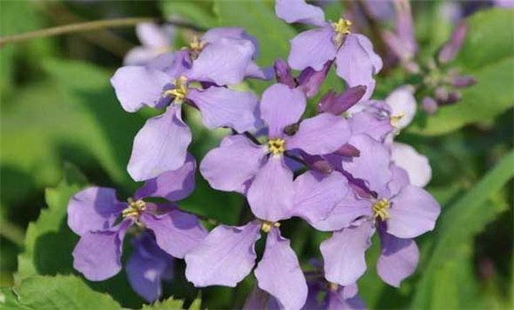 盆栽二月蘭怎么養(yǎng)？