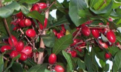 神秘果是什么植物，如何才能栽培好