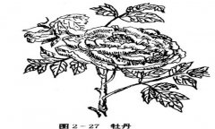 牡丹花的種植方法，如何種植牡丹花