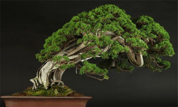 盆景換土?xí)r間、年限、根系處理等方法