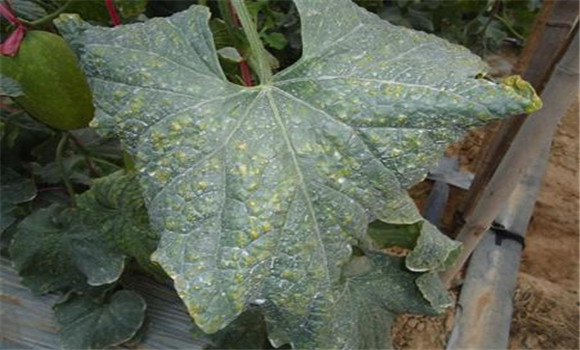 哈密瓜細(xì)菌性葉斑病的診治