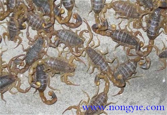 養(yǎng)殖蝎子應(yīng)具備哪些條件