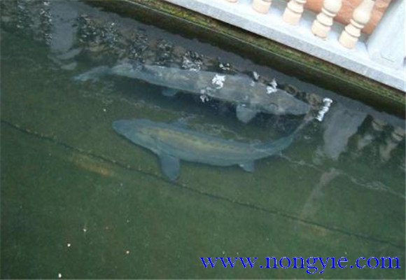 鱘魚魚苗養(yǎng)殖技術(shù)要點