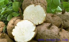 葛根的藥用價(jià)值、食用價(jià)值及其他綜合利用價(jià)值