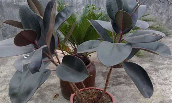 盆栽橡皮樹怎么養(yǎng)？