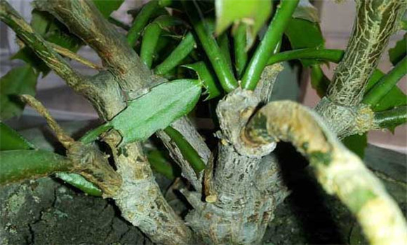 盆栽蟹爪蘭怎么養(yǎng)？