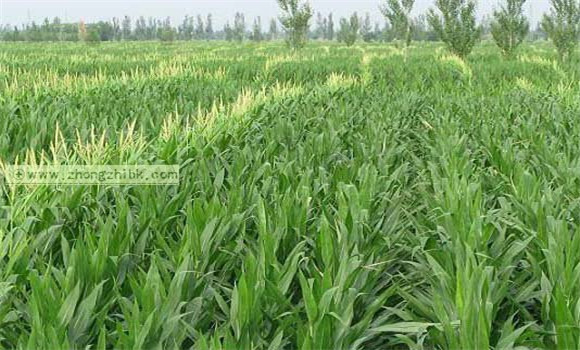 影響玉米產量的外界因素是什么