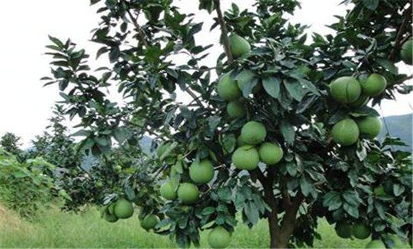 紅肉蜜柚春季怎么管理？