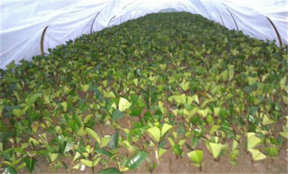 什么時候扦插桂花最佳?