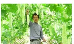 怎樣種植苦瓜，苦瓜種植方法與技術要點