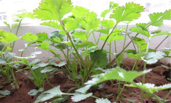 陽(yáng)臺(tái)香菜的種植方法，陽(yáng)臺(tái)香菜怎么種