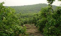 六月份紅肉蜜柚怎么管理?