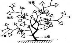 大、中棚香瓜的整枝方法