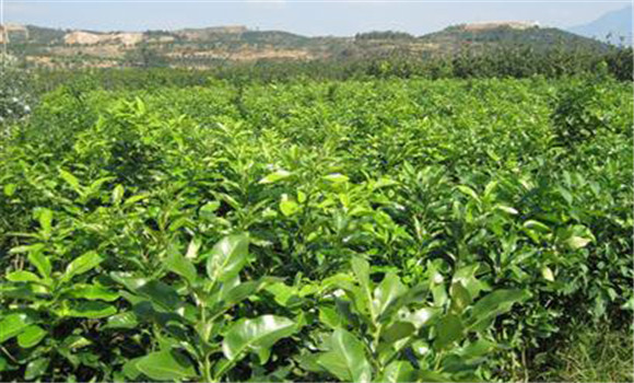 蜜柚春季怎么樣管理好？